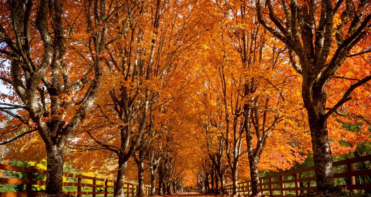 An avenue of trees in full orange autumn colour beside a wooden fence