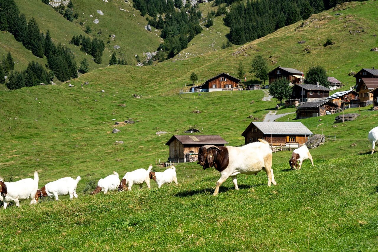 Goats grazing on a steep green alpine meadow below wooden chalets